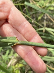 Sporobolus rigidus magnus