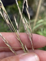 Sporobolus rigidus magnus