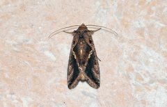 Chrysodeixis