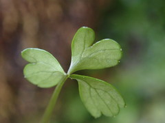 Hydrocotyle hydrophila