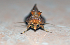 Chrysodeixis