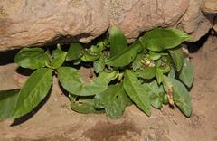 Teedia lucida