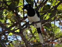 Cyanocorax cyanopogon