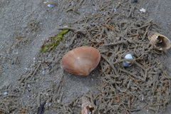 Mactra stultorum
