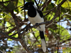 Cyanocorax cyanopogon