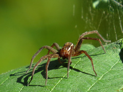 Dolomedes striatus