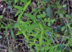 Asparagus volubilis