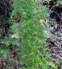 Asparagus volubilis