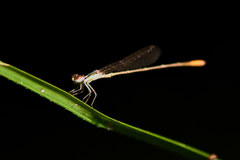 Agriocnemis pygmaea