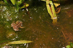 Occidozyga lima