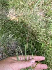 Digitaria cognata