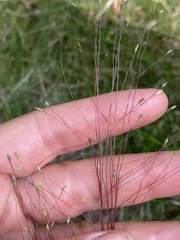 Digitaria cognata
