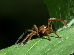Dolomedes striatus