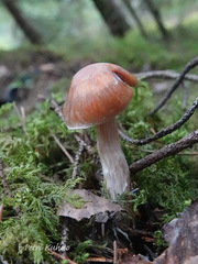 Cortinarius armeniacus