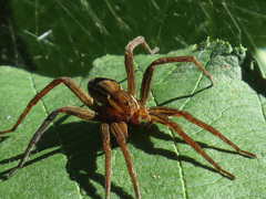 Dolomedes striatus