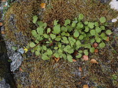 Ranunculus membranifolius