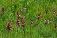 Anacamptis papilionacea papilionacea