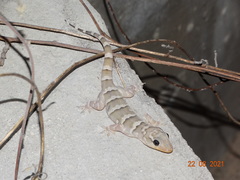 Phyllopezus periosus