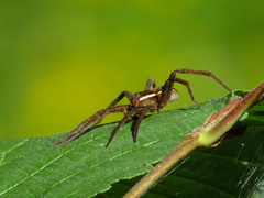 Dolomedes striatus
