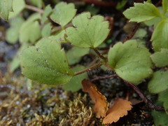 Ranunculus membranifolius