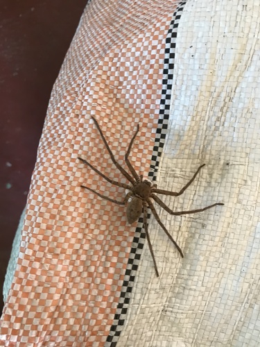Pantropical Huntsman Spider
