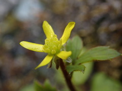 Ranunculus membranifolius