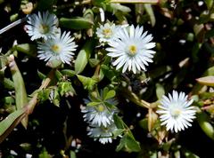 Delosperma litorale