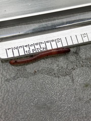 Dendrodrilus rubidus