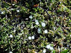 Delosperma litorale