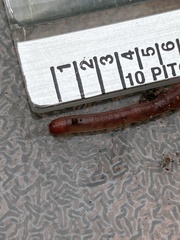 Dendrodrilus rubidus