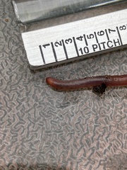 Dendrodrilus rubidus