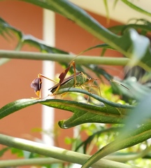 Anisoscelis scutellaris