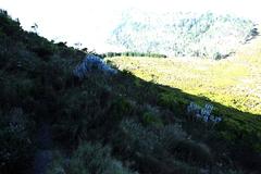 Xiphotheca fruticosa