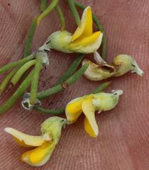 Aspalathus burchelliana