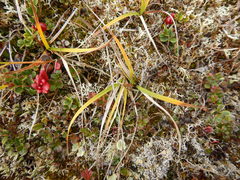 Carex bigelowii arctisibirica
