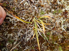 Carex bigelowii arctisibirica