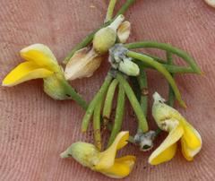 Aspalathus burchelliana