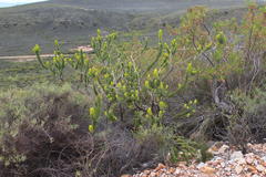 Aspalathus burchelliana