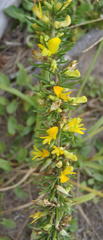 Aspalathus spinosa spinosa
