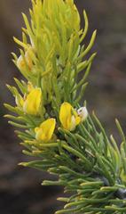 Aspalathus burchelliana