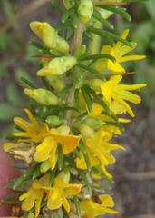 Aspalathus spinosa spinosa