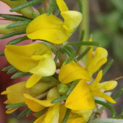 Aspalathus spinosa spinosa