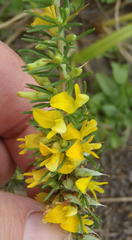 Aspalathus spinosa spinosa