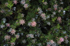 Serruria gremialis