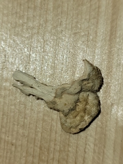Steccherinaceae