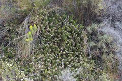 Serruria gremialis
