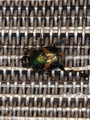 Onthophagus concinnus photo 3