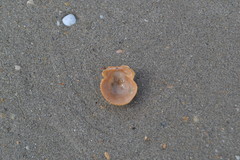 Talochlamys pusio