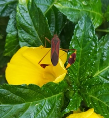 Anisoscelis scutellaris