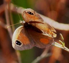 Stygionympha wichgrafi wichgrafi